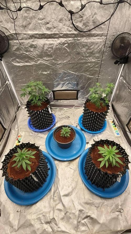 RS11 / GRAPE SLURRI / GODFATHER TY*PLCG. Week 4 - - DAY 23