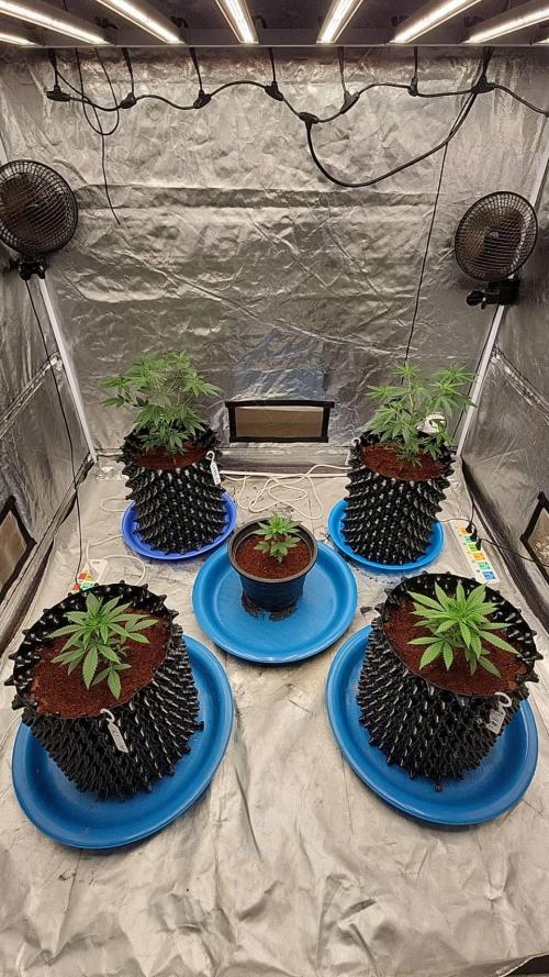 RS11 / GRAPE SLURRI / GODFATHER TY*PLCG. Week 4 - - DAY 24 FAST RECOVERY