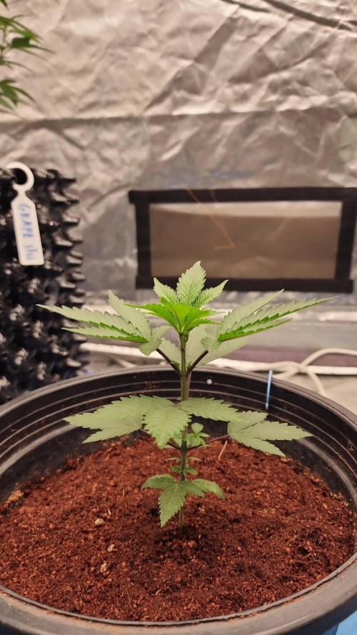 RS11 / GRAPE SLURRI / GODFATHER TY*PLCG. Week 4 - - DAY 24 - GODFATHER * PLCG S1 MY THICC LEAFFFF