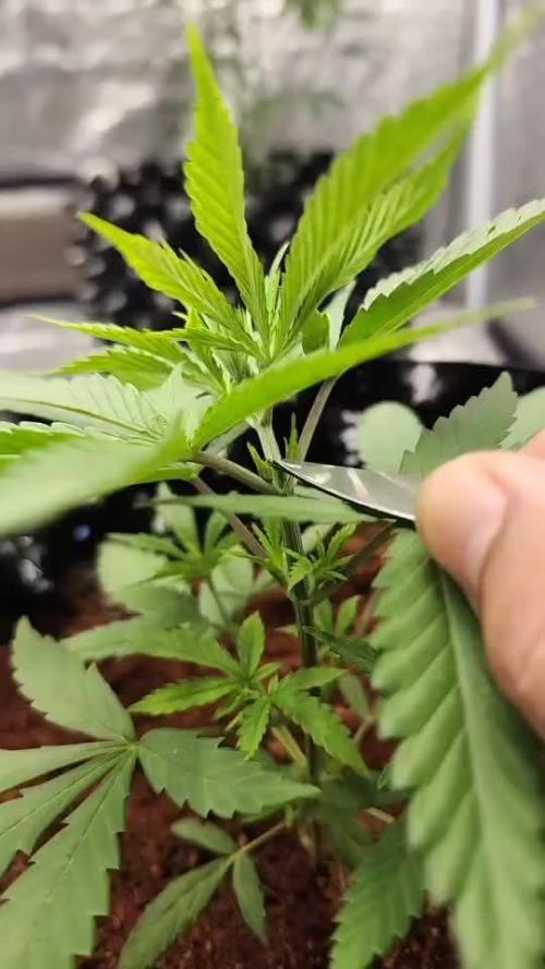 RS11 / GRAPE SLURRI / GODFATHER TY*PLCG