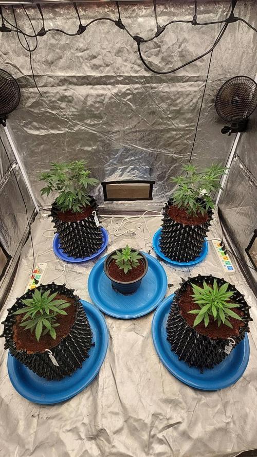 RS11 / GRAPE SLURRI / GODFATHER TY*PLCG. Week 4 - - DAY 25