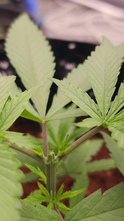 RS11 / GRAPE SLURRI / GODFATHER TY*PLCG. Week 4 - - DAY 25 RS 11 TOPPING