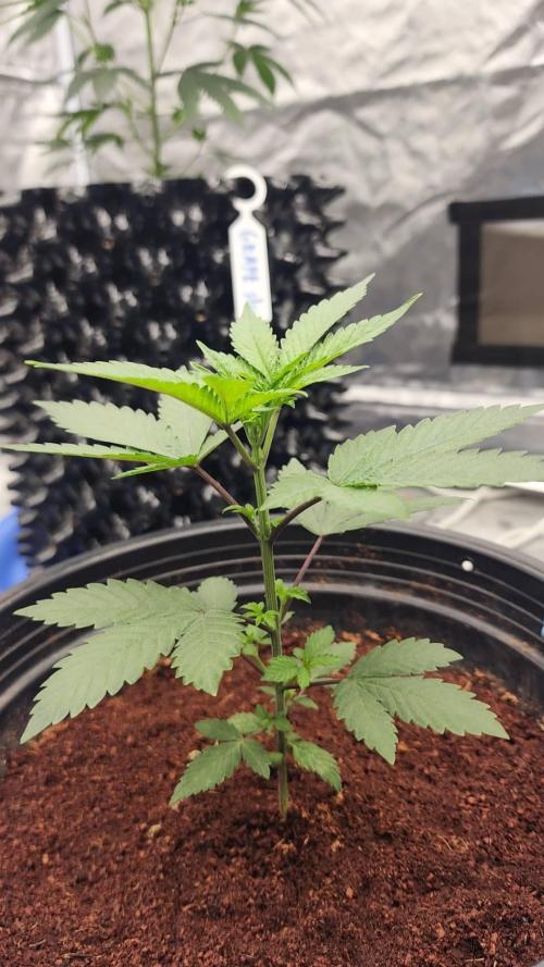 RS11 / GRAPE SLURRI / GODFATHER TY*PLCG. Week 4 - - DAY 25 - GODFATHER * PLCG S1 