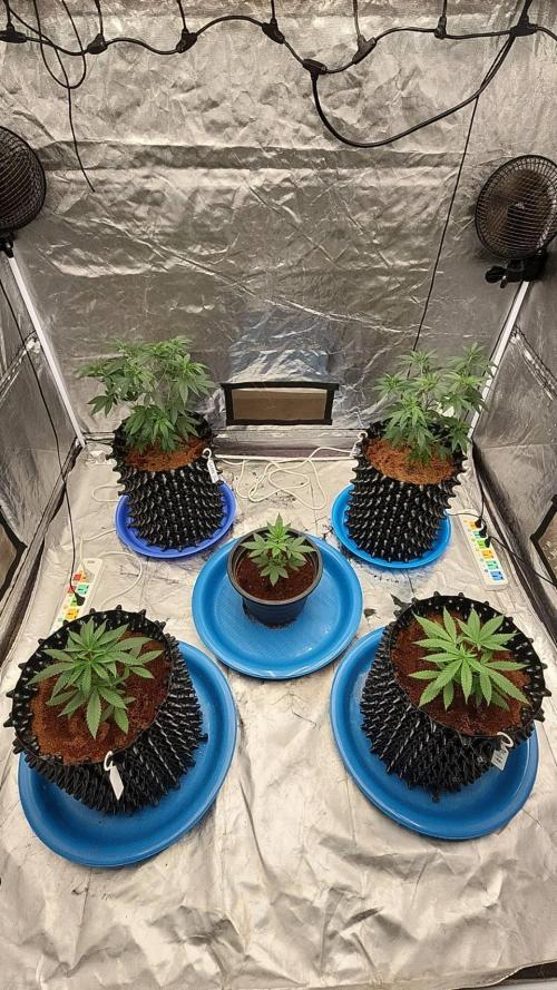 RS11 / GRAPE SLURRI / GODFATHER TY*PLCG. Week 4 - - DAY 26