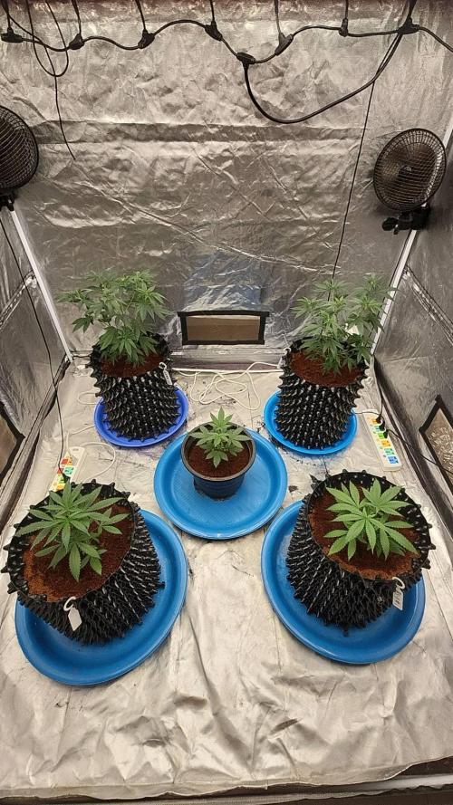 RS11 / GRAPE SLURRI / GODFATHER TY*PLCG. Week 4 - - DAY 27