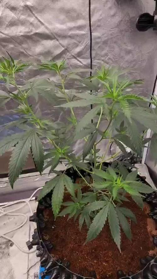 RS11 / GRAPE SLURRI / GODFATHER TY*PLCG