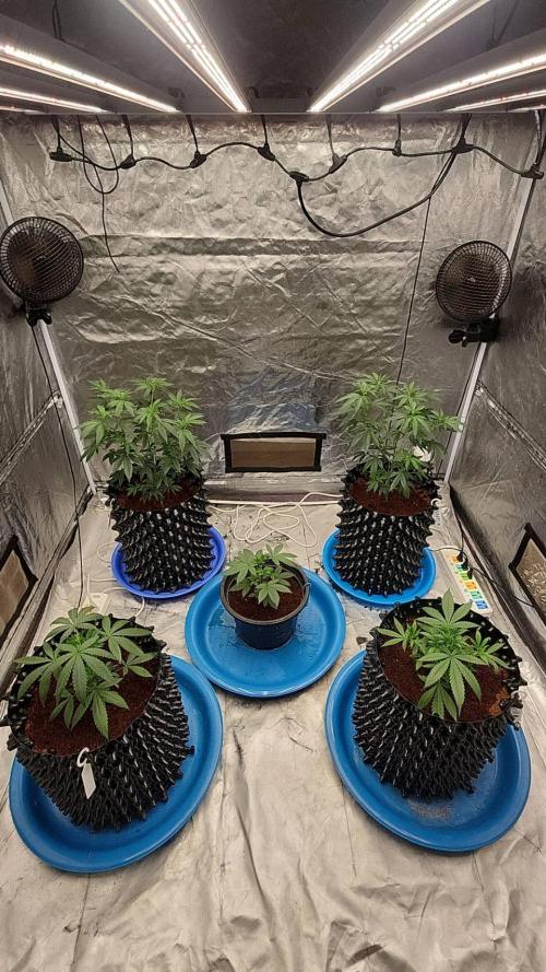 RS11 / GRAPE SLURRI / GODFATHER TY*PLCG. Week 5