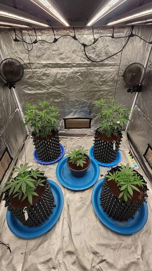 RS11 / GRAPE SLURRI / GODFATHER TY*PLCG. Week 5 - - DAY 30