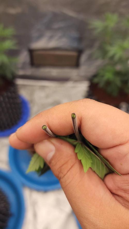 RS11 / GRAPE SLURRI / GODFATHER TY*PLCG. Week 5 - GODFATHER * PLCG S1