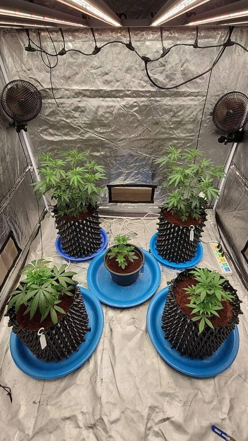 RS11 / GRAPE SLURRI / GODFATHER TY*PLCG. Week 5 - - DAY 31