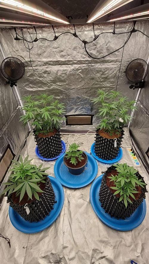 RS11 / GRAPE SLURRI / GODFATHER TY*PLCG. Week 5 - - DAY 32