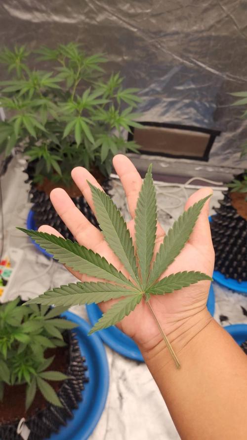 RS11 / GRAPE SLURRI / GODFATHER TY*PLCG. Week 5 - CLEAR LEAF