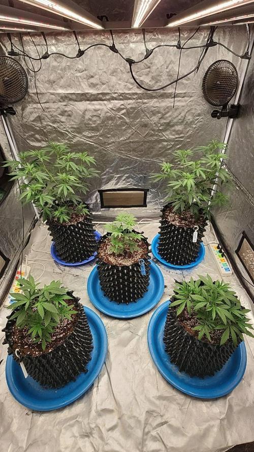 RS11 / GRAPE SLURRI / GODFATHER TY*PLCG. Week 5 - - DAY 33