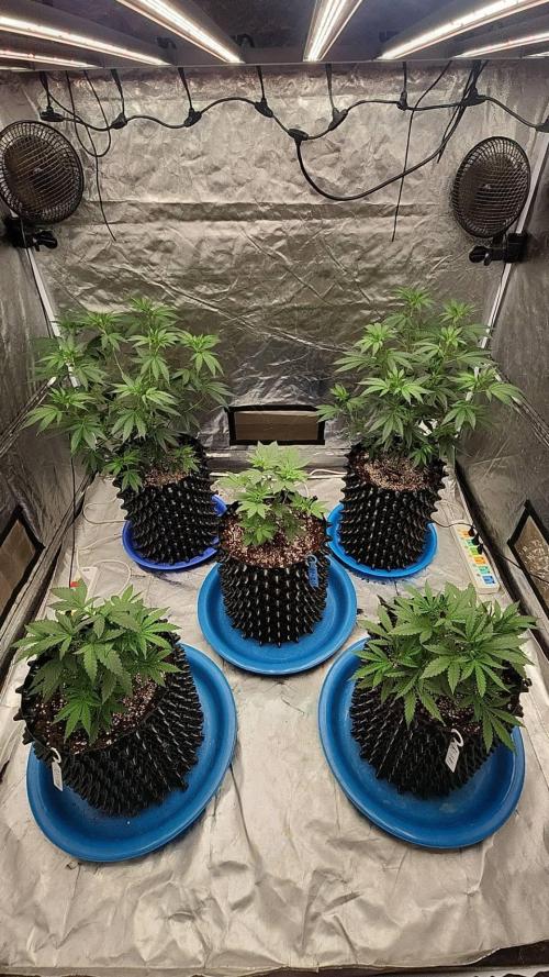 RS11 / GRAPE SLURRI / GODFATHER TY*PLCG. Week 5 - - DAY 34