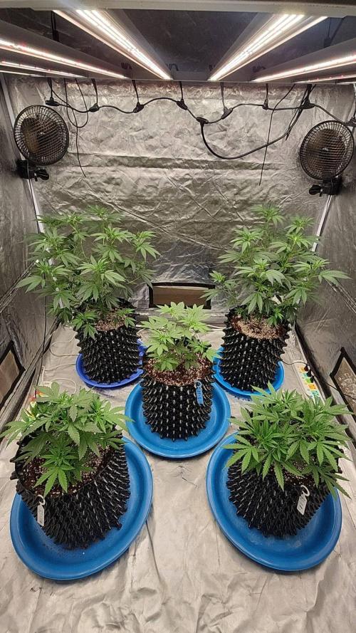 RS11 / GRAPE SLURRI / GODFATHER TY*PLCG. Week 5 - - DAY 35 END OF WEEK 5 