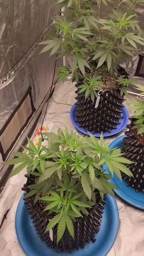 RS11 / GRAPE SLURRI / GODFATHER TY*PLCG