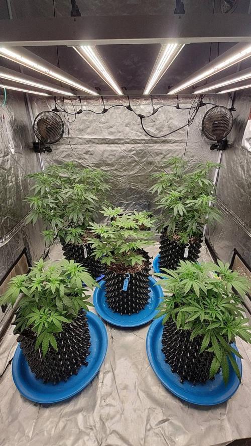 RS11 / GRAPE SLURRI / GODFATHER TY*PLCG. Week 6 - - DAY 38