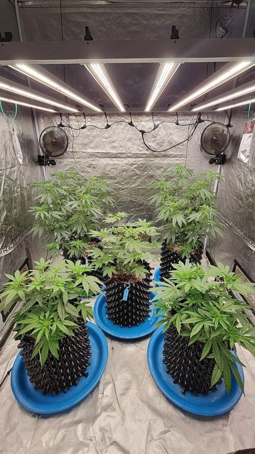 RS11 / GRAPE SLURRI / GODFATHER TY*PLCG. Week 6 - - DAY 39