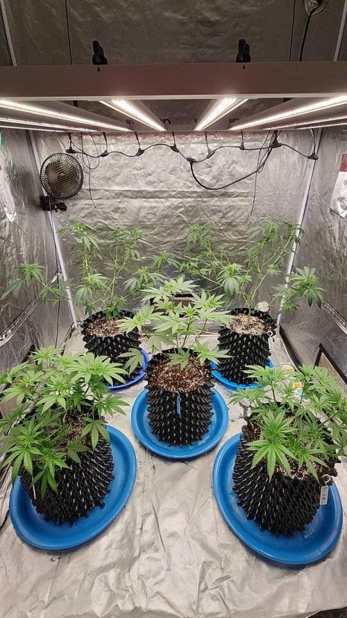 RS11 / GRAPE SLURRI / GODFATHER TY*PLCG. Week 6 - - DAY 40 AFTER