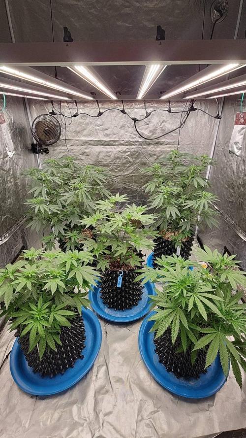 RS11 / GRAPE SLURRI / GODFATHER TY*PLCG. Week 6 - - DAY 40 BEFORE TRIM