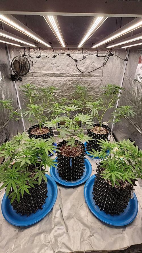 RS11 / GRAPE SLURRI / GODFATHER TY*PLCG. Week 6 - - DAT 41