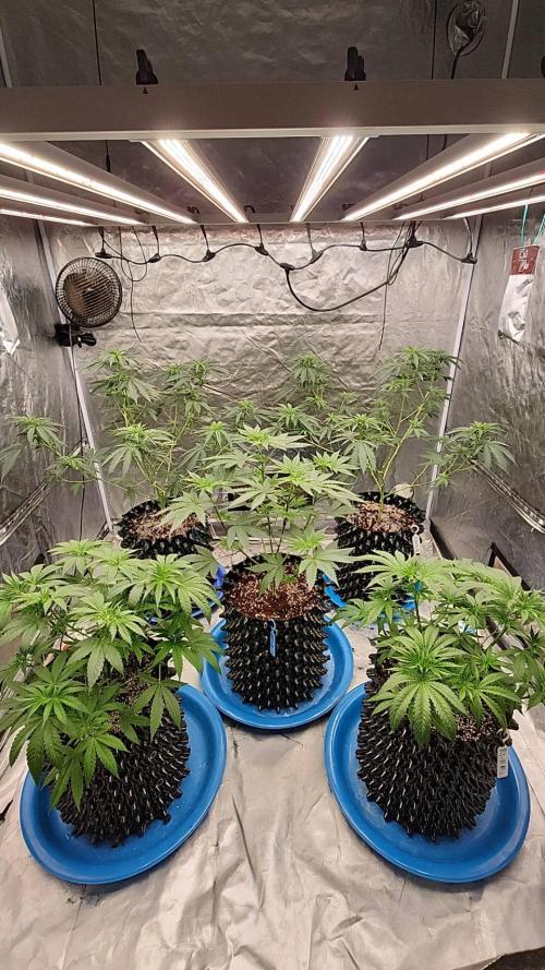 RS11 / GRAPE SLURRI / GODFATHER TY*PLCG. Week 6 - - DAY 42