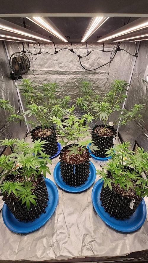 RS11 / GRAPE SLURRI / GODFATHER TY*PLCG. Week 7 - - BLOOM 1