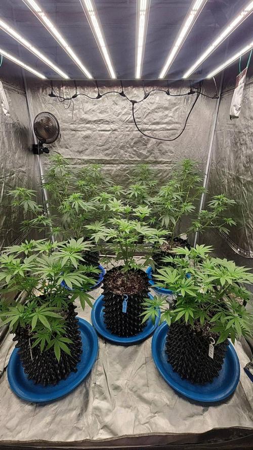 RS11 / GRAPE SLURRI / GODFATHER TY*PLCG. Week 7 - - BLOOM 4