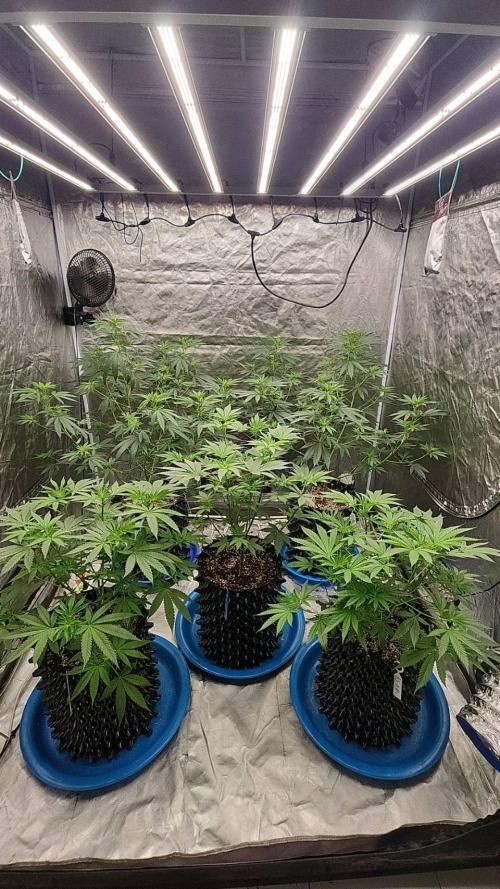 RS11 / GRAPE SLURRI / GODFATHER TY*PLCG. Week 7 - - BLOOM 5