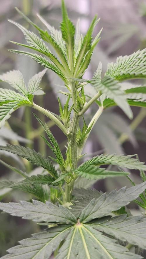 RS11 / GRAPE SLURRI / GODFATHER TY*PLCG. Week 7 - TOP