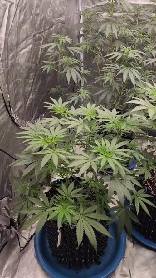 RS11 / GRAPE SLURRI / GODFATHER TY*PLCG