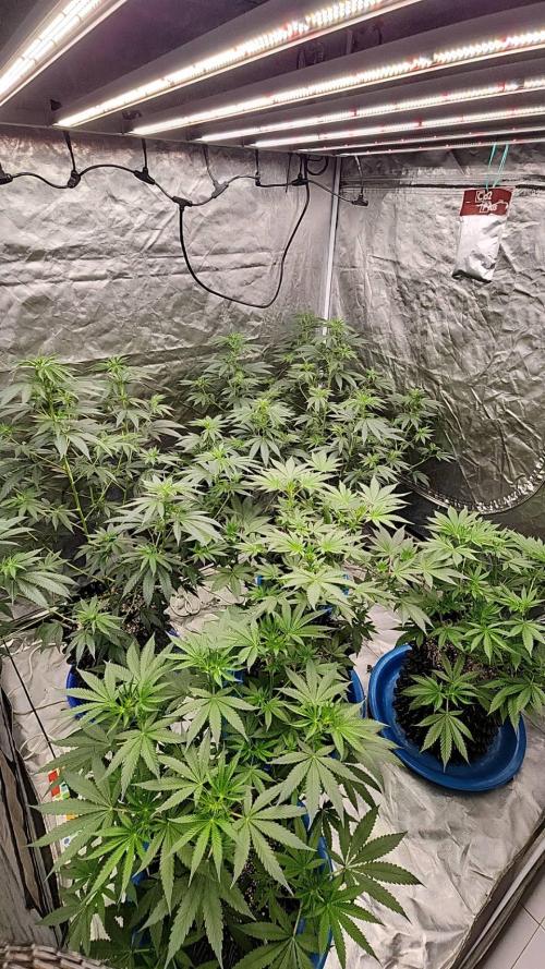 RS11 / GRAPE SLURRI / GODFATHER TY*PLCG. Week 7 - - BLOOM 7