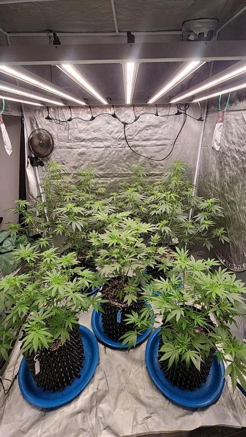 RS11 / GRAPE SLURRI / GODFATHER TY*PLCG. Week 8 - - BLOOM 8