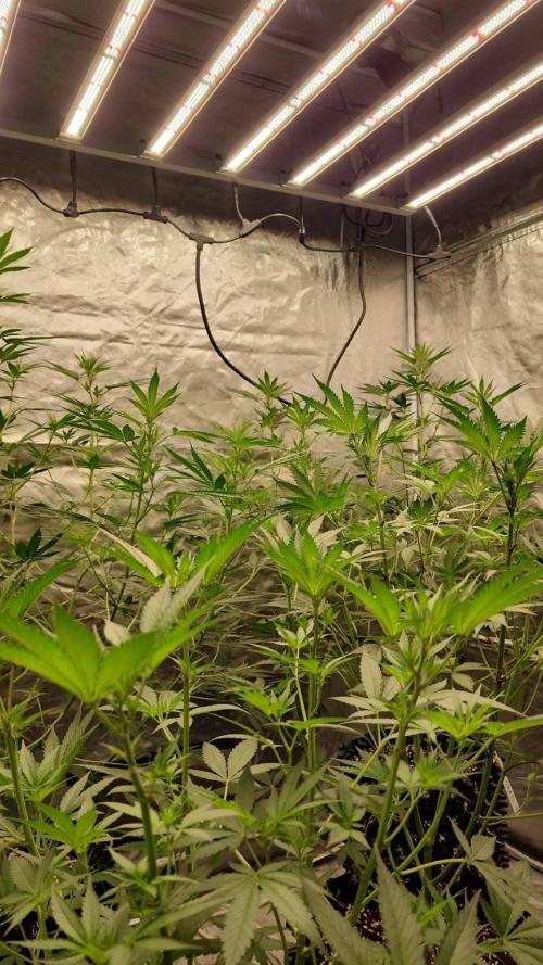 RS11 / GRAPE SLURRI / GODFATHER TY*PLCG. Week 8 - SO STRONGGGGGGGGG