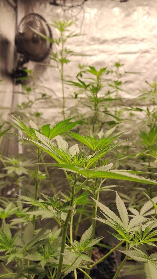 RS11 / GRAPE SLURRI / GODFATHER TY*PLCG. Week 8 - BLOOM 8