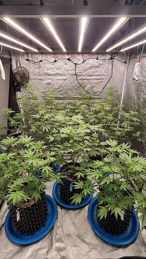 RS11 / GRAPE SLURRI / GODFATHER TY*PLCG. Week 8 - - BLOOM 9