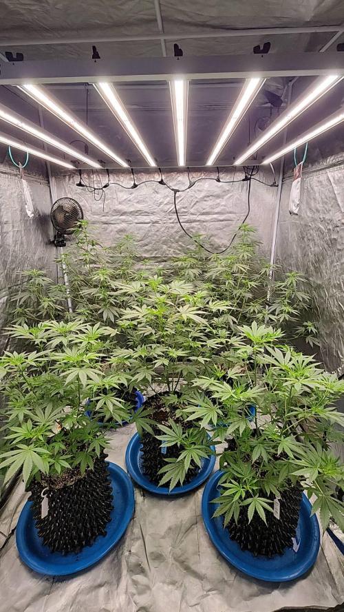 RS11 / GRAPE SLURRI / GODFATHER TY*PLCG. Week 8 - - BLOOM 10