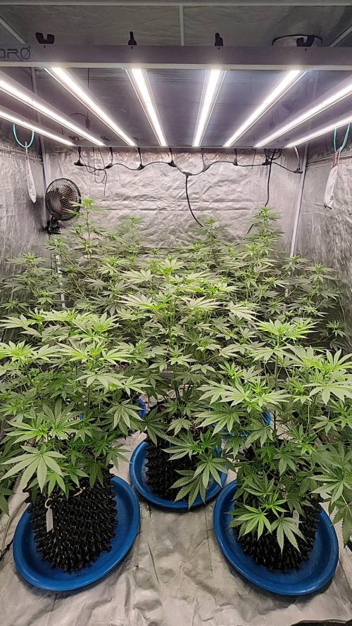 RS11 / GRAPE SLURRI / GODFATHER TY*PLCG. Week 8 - - BLOOM 12