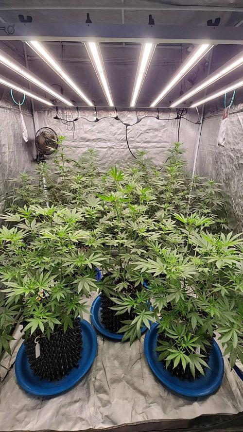 RS11 / GRAPE SLURRI / GODFATHER TY*PLCG. Week 8 - - BLOOM 13