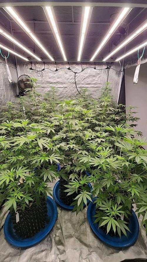 RS11 / GRAPE SLURRI / GODFATHER TY*PLCG. Week 8 - - BLOOM 14