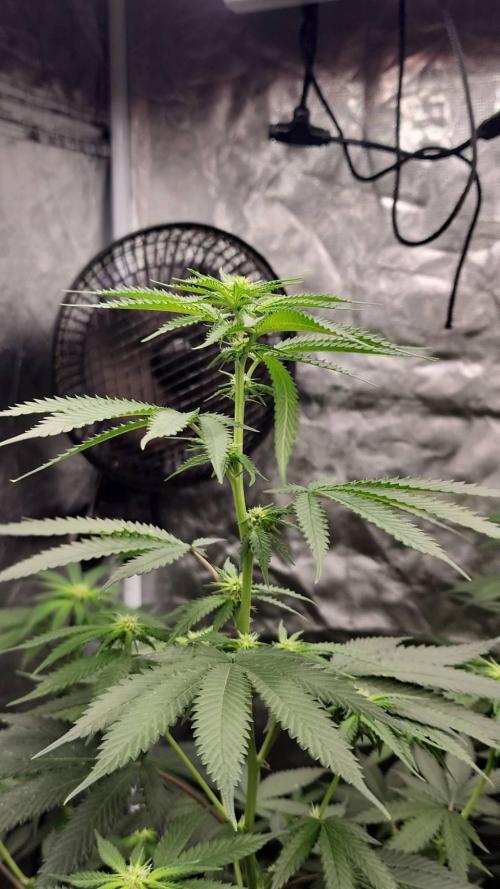 RS11 / GRAPE SLURRI / GODFATHER TY*PLCG. Week 8 - - GRAPE SLURRI #1