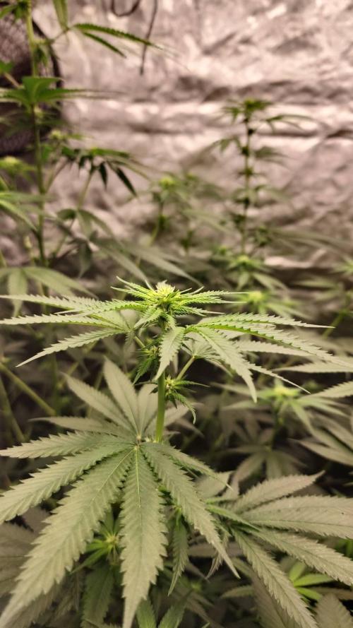 RS11 / GRAPE SLURRI / GODFATHER TY*PLCG. Week 8 - - GRAPE SLURRI #2