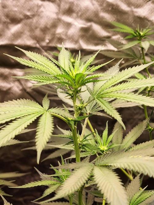 RS11 / GRAPE SLURRI / GODFATHER TY*PLCG. Week 8 - - BLOOM 11 MY GIRL SO HEALTY 