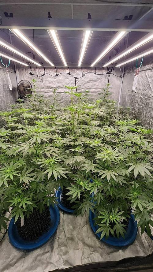 RS11 / GRAPE SLURRI / GODFATHER TY*PLCG. Week 9 - - BLOOM 18