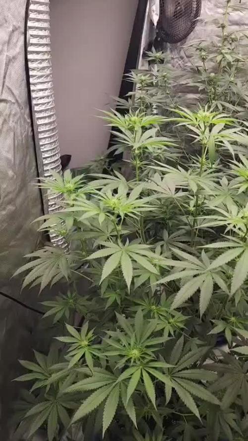 RS11 / GRAPE SLURRI / GODFATHER TY*PLCG