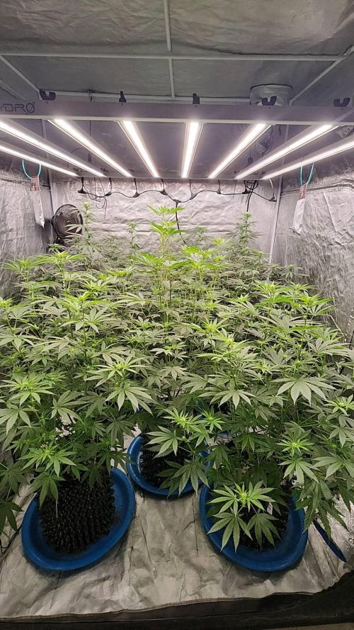 RS11 / GRAPE SLURRI / GODFATHER TY*PLCG. Week 9 - - BLOOM 19