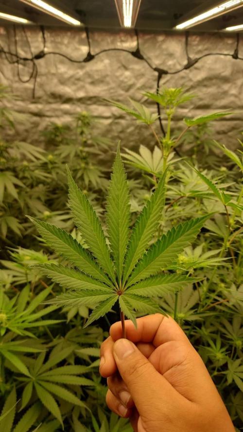 RS11 / GRAPE SLURRI / GODFATHER TY*PLCG. Week 9 - LEAFFFFFFFFFFFF 