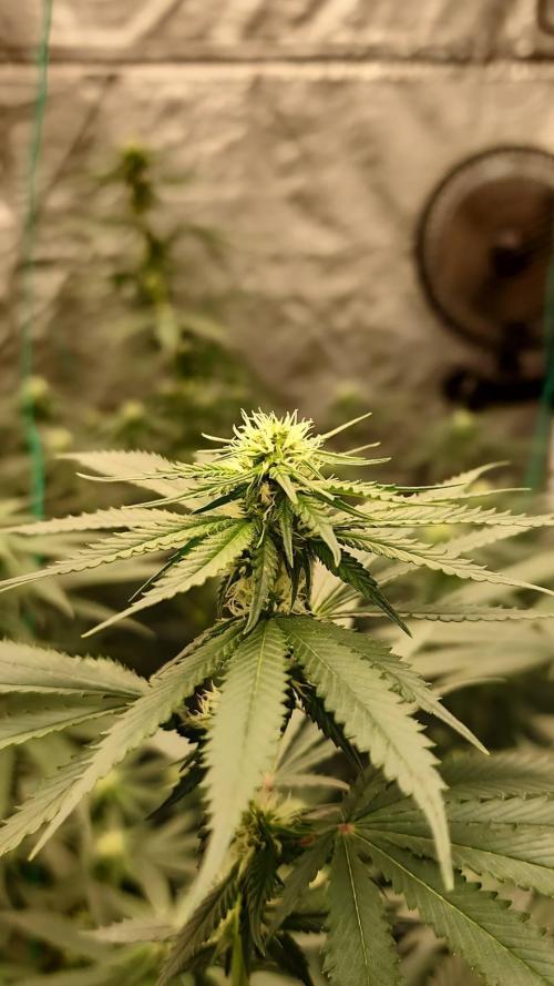 RS11 / GRAPE SLURRI / GODFATHER TY*PLCG. Week 9 - END OF WEEK 3