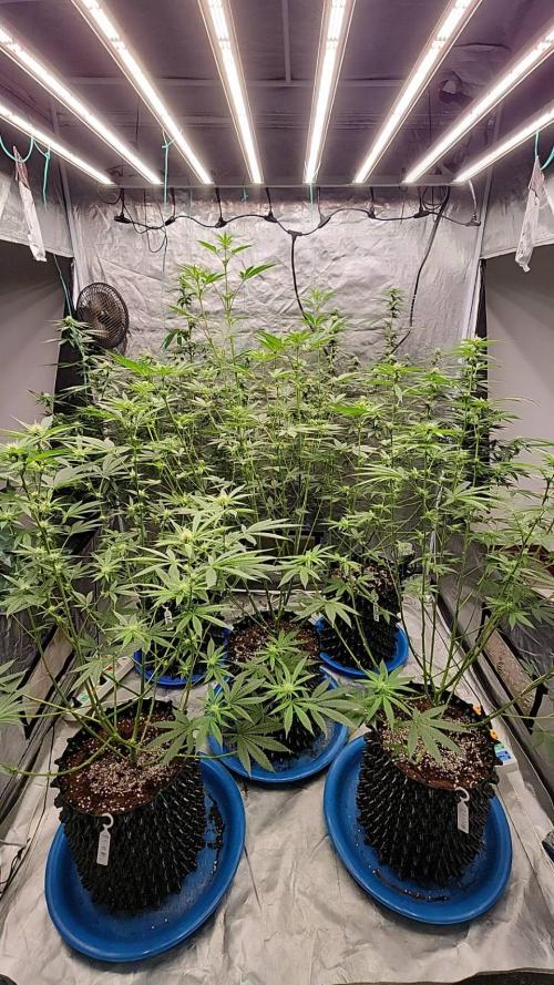 RS11 / GRAPE SLURRI / GODFATHER TY*PLCG. Week 9 - - BLOOM 21