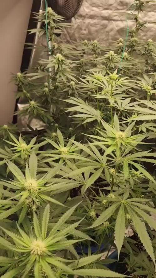 RS11 / GRAPE SLURRI / GODFATHER TY*PLCG